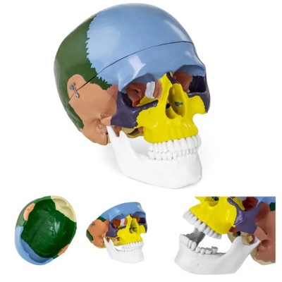 Model anatomiczny czaszki człowieka kolorowa w ska