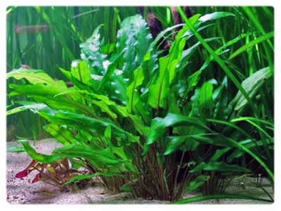 Cryptocoryne Wendtii GREEN (Zwartka) koszyk