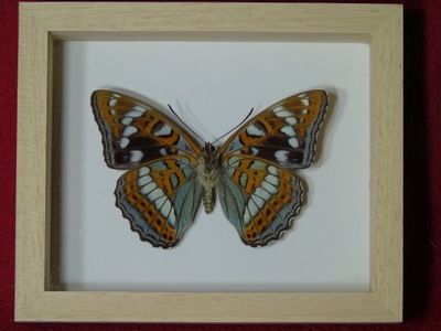 Motyl w ramce / gablotce 12x10 cm . Limentis populi - Polska .