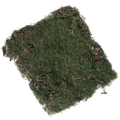 Żywy Mech Moss naturalny Terrarium Podłoże Ścianka