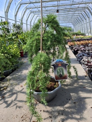 Modrzew 'Larix' - BONSAI NA PREZENT