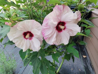 Hibiskus bagienny Biało Czerwony- gat. I