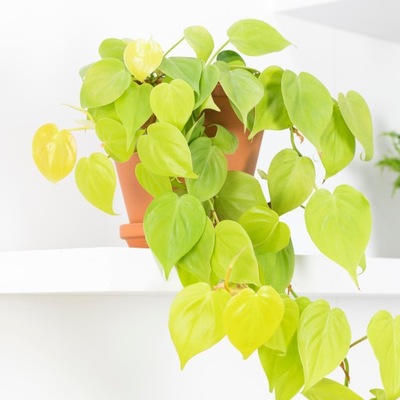 Philodendron scandens LEMON LIME cytrynowe liście