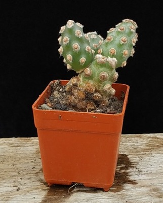 kaktus Tephrocactus molinensis Opuntia molinensis