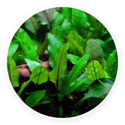 Cryptocoryne wendtii green [2 szt / sadzonki] Kryptokoryna zielona