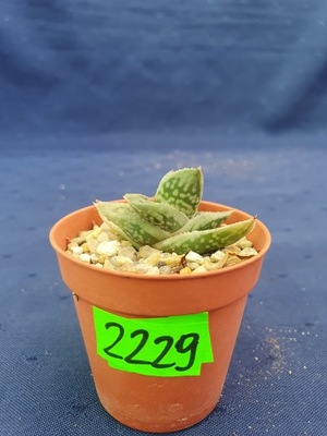 Aloegasteria hybryd 2229p - PS7634M
