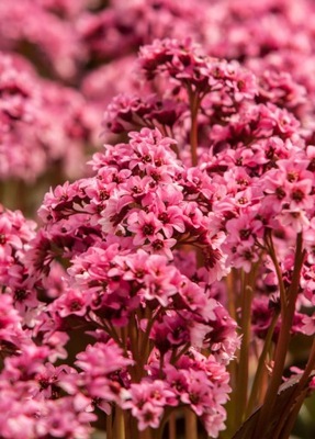 Bergenia "Pink Dragonfly"