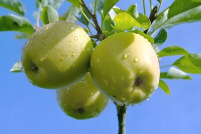 Jabłoń GOLDEN DELICIOUS najlepsza odmiana deserowa