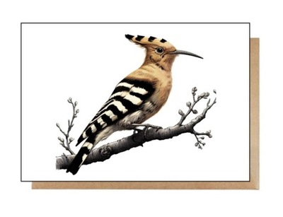 Kartka pocztówka koperta Dudek ptak ptaszek ornitolog