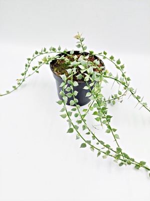 dischidia ruscifolia variegata