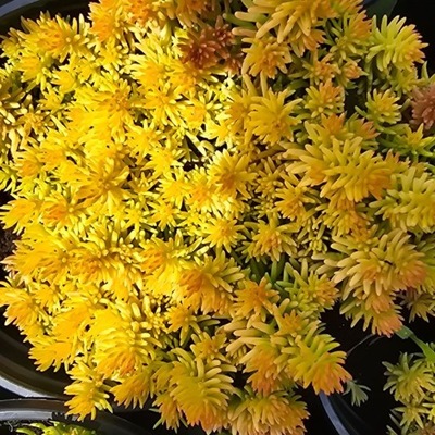 Spanyol varjúháj 'Angelina'