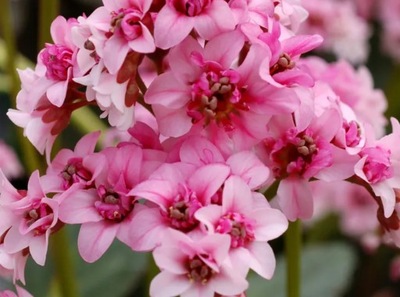 Bergenia DRAGONFLY SAKURA