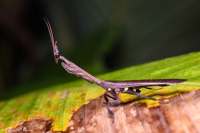 Phylothellys breve L2 modliszka duch z Tajwanu