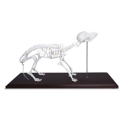Szkielet psa z prawdziwych kości