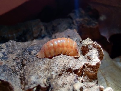 Isopody Armadillidium nasatum orange 20 sztuk