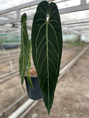 Anthurium Anturium warocqueanum