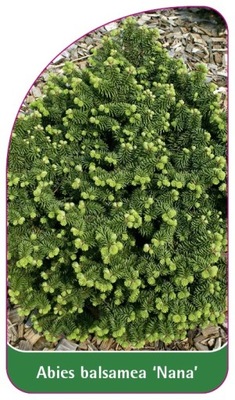 Abies balsamea 'Nana'