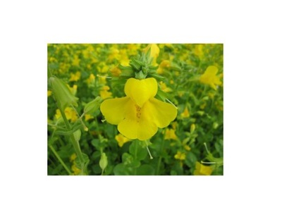 Mimulus luteus