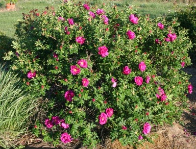 Róża Jadalna "rosa" ROSA RUGOSA