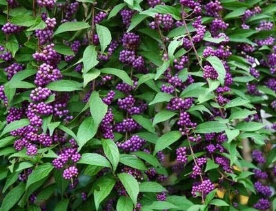 PAŁADNIA JAPOŃSKA PIĘKNOTKA CALLICARPA JAPONICA