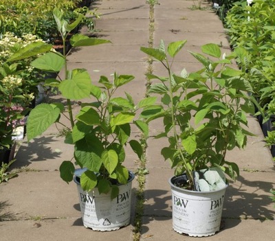 Hortensja drzewiasta Strong Annabelle w doniczce