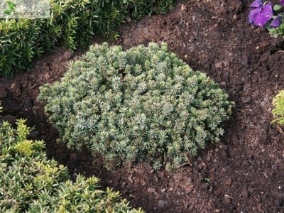 Świerk biały Echiniformis