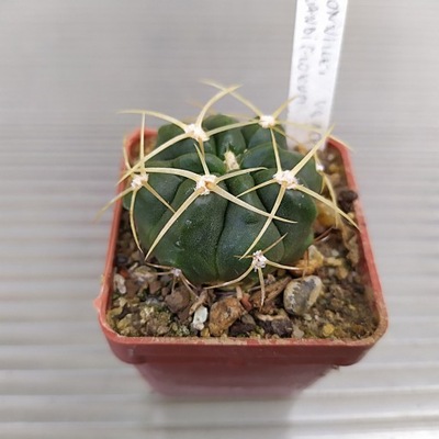 *KAKTUSY*GYMNOCALYCIUM GRANDIFLORUM - JS 154