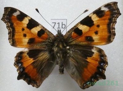 Aglais urticae (Linnaeus, 1758) Rusałka pokrzywnik Czech71b