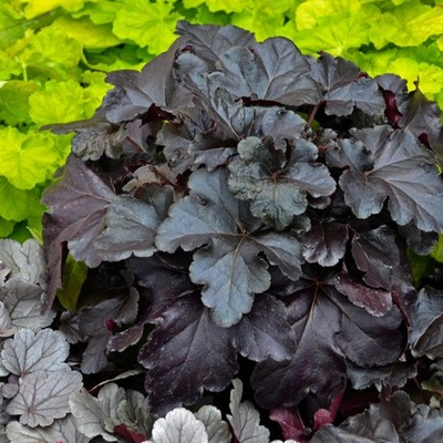 ŻURAWKA BLACK PEARL czarna sadzonka HEUCHERA