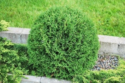 TUJA WOODWARDII KARŁOWATA KULISTA ŻYWOTNIK P