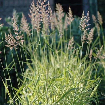 Mozga trzcinowata Phalaris 'Aureovariegata' P9