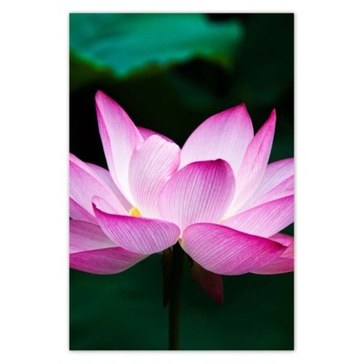 Naklejki 62x93 Kwiat lotosu
