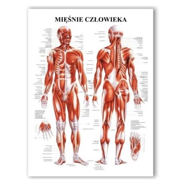 PLANSZA ANATOMICZNA MIĘŚNIE CZŁOWIEKA TABLICA PLAKAT Z MIĘŚNIAMI PL