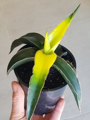 Sansewieria Sansevieria Star Canary