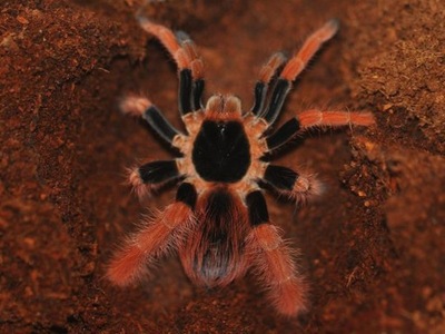 Megaphobema robustum L1 (2,5cm) | SpidersOnline