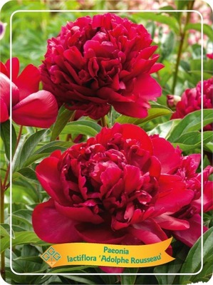 Paeonia Piwonia chińska