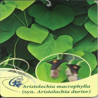 Kokornak wielkolistny Aristolochia macrophylla