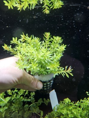 Rotala Nanjenshan - koszyk