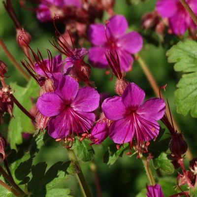 Bodziszek Czakor geranium sadzonka 1 l