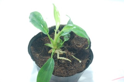 Philodendron MINARUM variegata