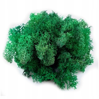 Mech chrobotek czysty OBRAZ Z MCHU LAS W SŁOIKU