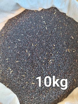 Rzepak ziarno poplon karma dla ptaków