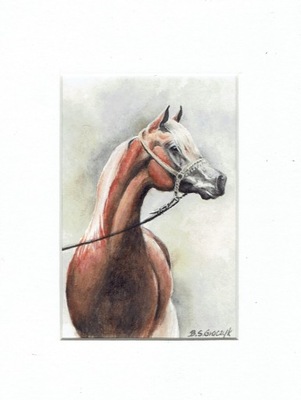 Koń arabski- akwarela (z passe-partout)