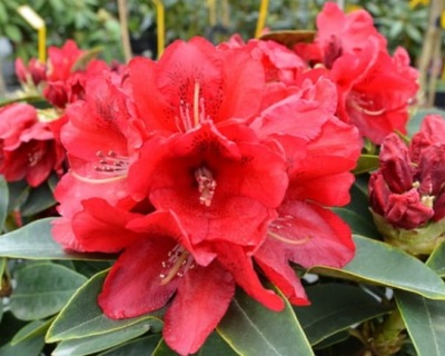 rododendron ,,BRISANZ" mocno czerwony karzeł