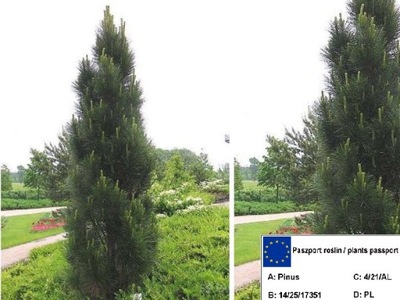 Sosna Czarna 'Pinus' GREEN TOWER