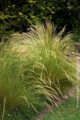 Trawa Ostnica cienkolistna, Stipa tennuissima