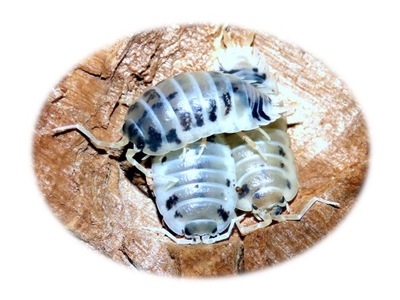 Stonogi Porcellio laevis 'Dairy Cow' 20 sztuk isopody krówki