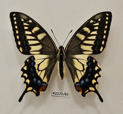 Motyl Papilio hippocrates samiec 91mm ŁADNY STAN !!