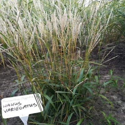 Miskant chiński NANUS VARIEGATUS - Miscanthus sine