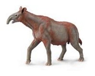 Paracera Therium. Collecta
